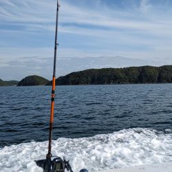 デカすぎクログチ