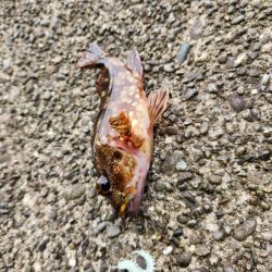 久しぶりの投稿