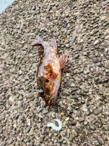 久しぶりの投稿