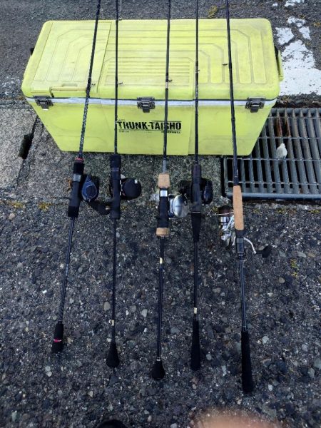 激渋なんとか白甘鯛1匹