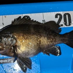 やる事が定まらんアジング