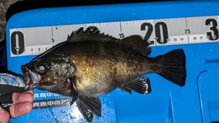 やる事が定まらんアジング