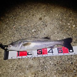 超久々にまぁまぁのサイズ♪