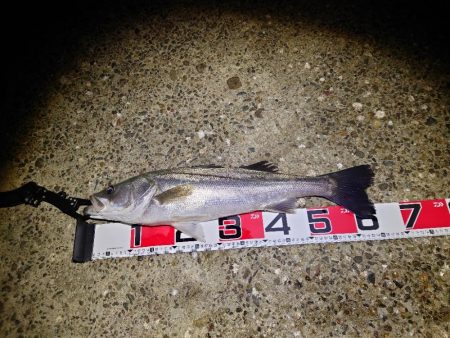 超久々にまぁまぁのサイズ♪