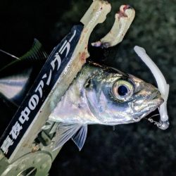 ハンポワ縛りアジング