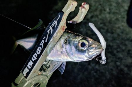 ハンポワ縛りアジング