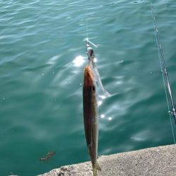 初めて釣ったカマス。