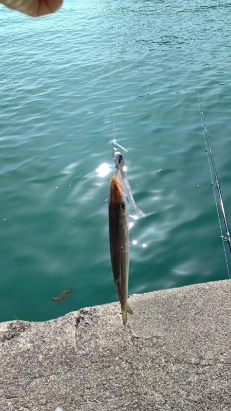 初めて釣ったカマス。