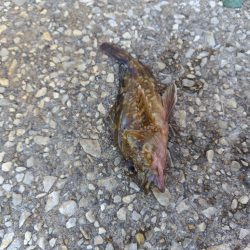 久しぶりのさかな