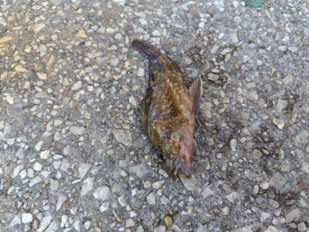 久しぶりのさかな