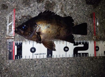 また時合は一瞬