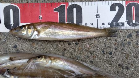 苅屋海岸のキス釣り