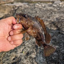 陸っぱり釣行記
