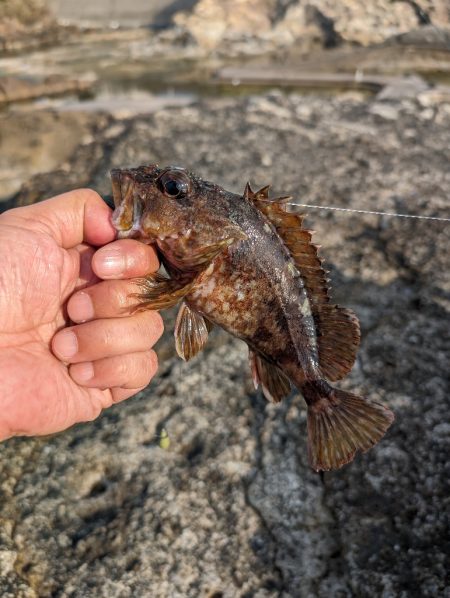 陸っぱり釣行記