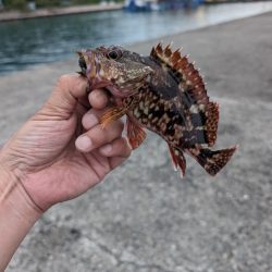 陸っぱり釣行記