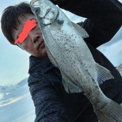 ヒラセイゴ爆釣！