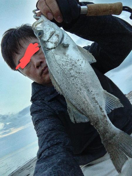 ヒラセイゴ爆釣！