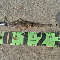 デイゲームでマゴチ釣れました。