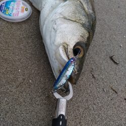 雨後にシーバス60UP！