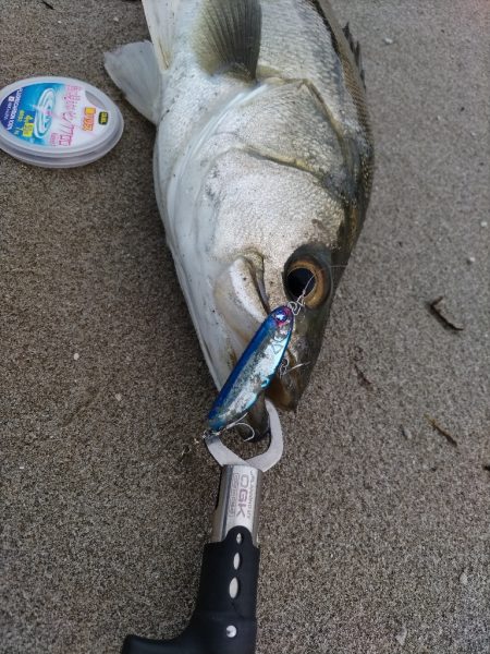 雨後にシーバス60UP！