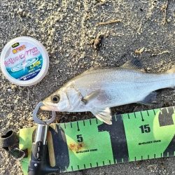 ベタ凪でも釣れました。