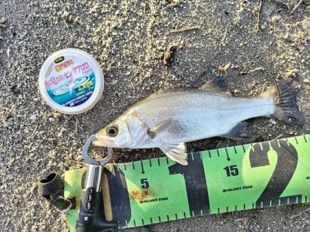 ベタ凪でも釣れました。