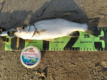 ルアーフィッシング