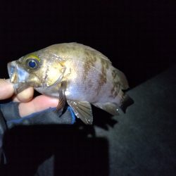 サイズも数も。