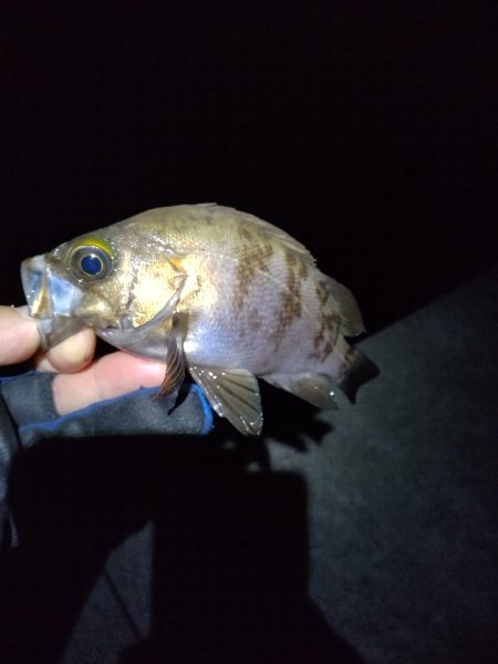 サイズも数も。