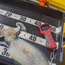 春一番は風の方彡🌀