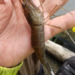 テナガエビ釣り