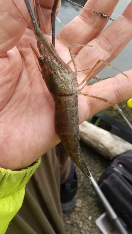 テナガエビ釣り