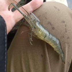 小雨の海老釣り