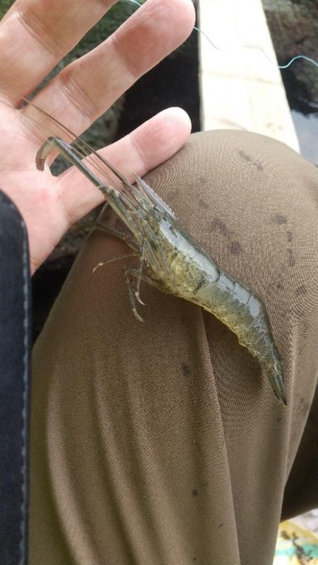 小雨の海老釣り