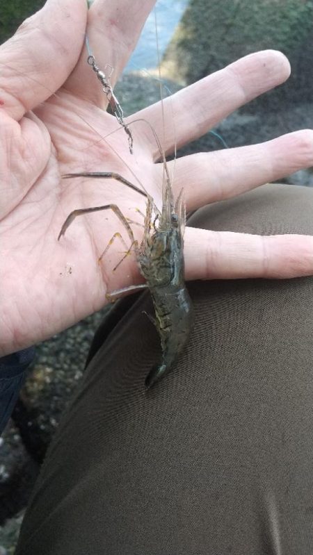 テナガエビ釣り