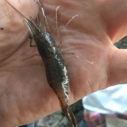 結局…テナガエビ釣りに。