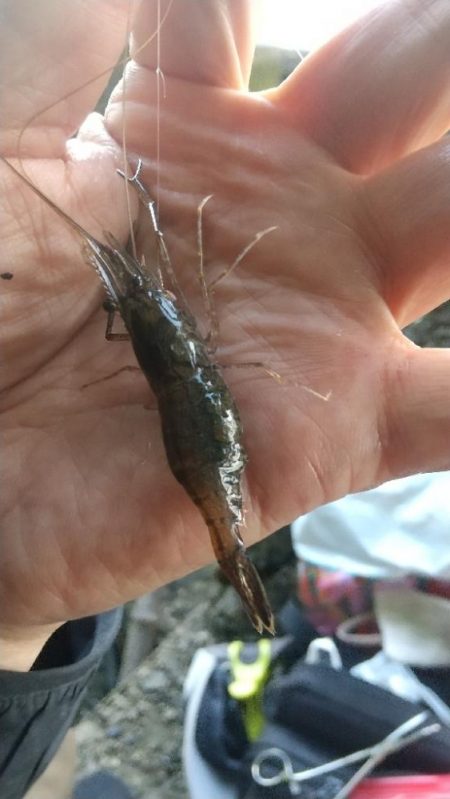 結局…テナガエビ釣りに。