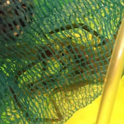 雨上がり間の海老釣り