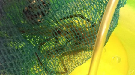 雨上がり間の海老釣り