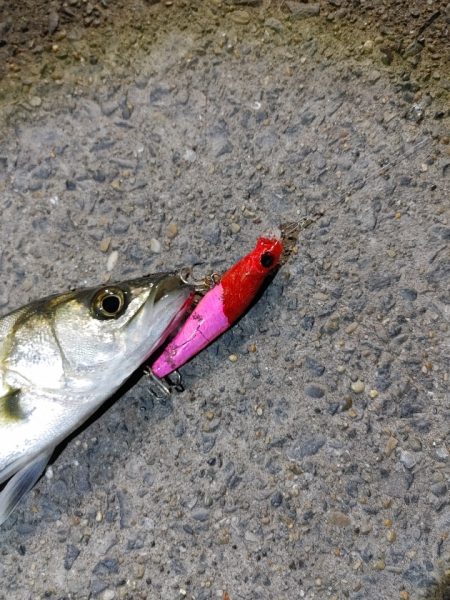 セイゴ30cmを1匹なんとか