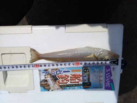 小浜湾でチョイ投げのシロギス