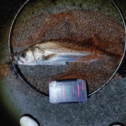 シーバス70cm出ました