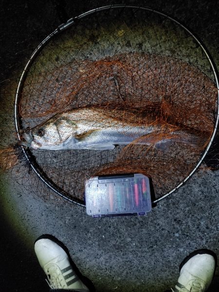 シーバス70cm出ました