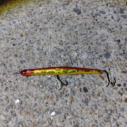 セイゴ30cmを2匹