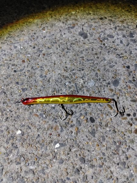 セイゴ30cmを2匹