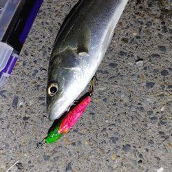 爆釣と言って良いと思います(^^)