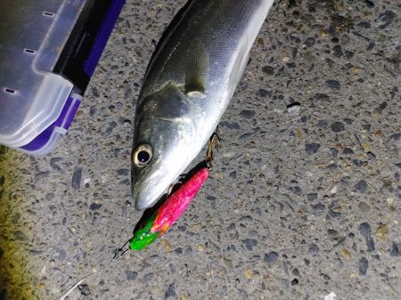 爆釣と言って良いと思います(^^)