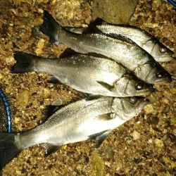 ヒラセイゴ祭り