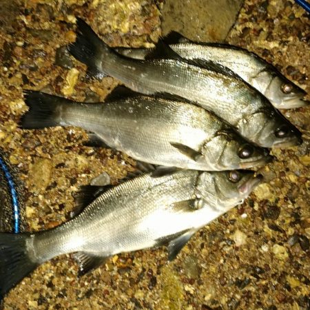 ヒラセイゴ祭り