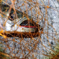 なかなか難しかったです(^^;)